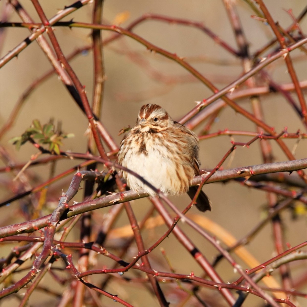 Song Sparrow - ML297399691