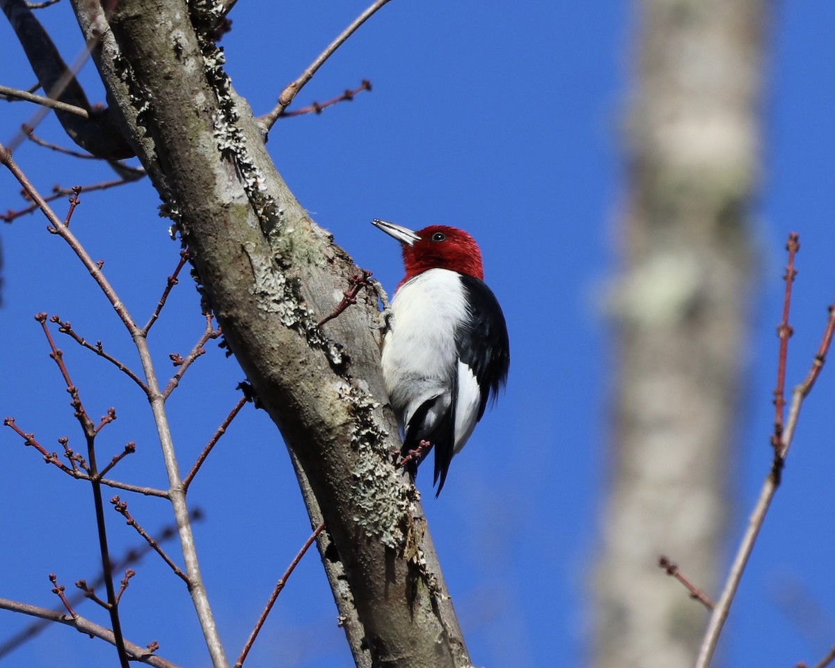 Pic à tête rouge - ML297399891