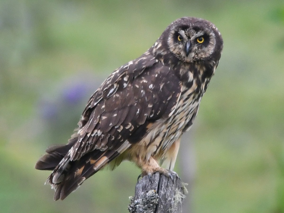 Adult (South American)