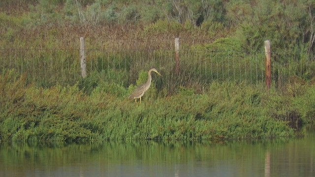 Purple Heron - ML297400681