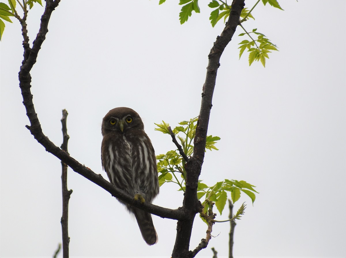 Ferruginous Pygmy-Owl - ML297401661