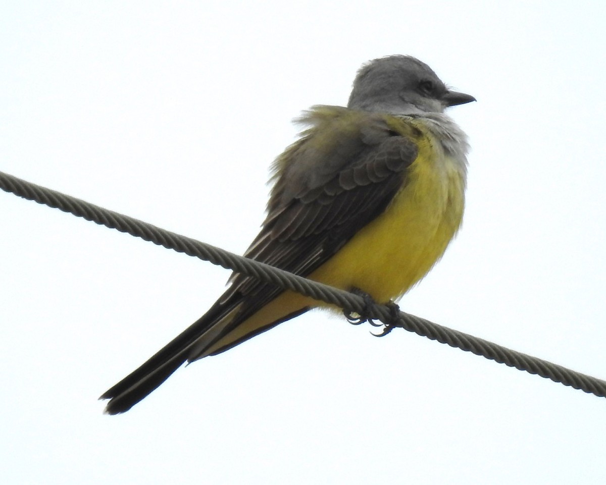 Western Kingbird - ML297402701