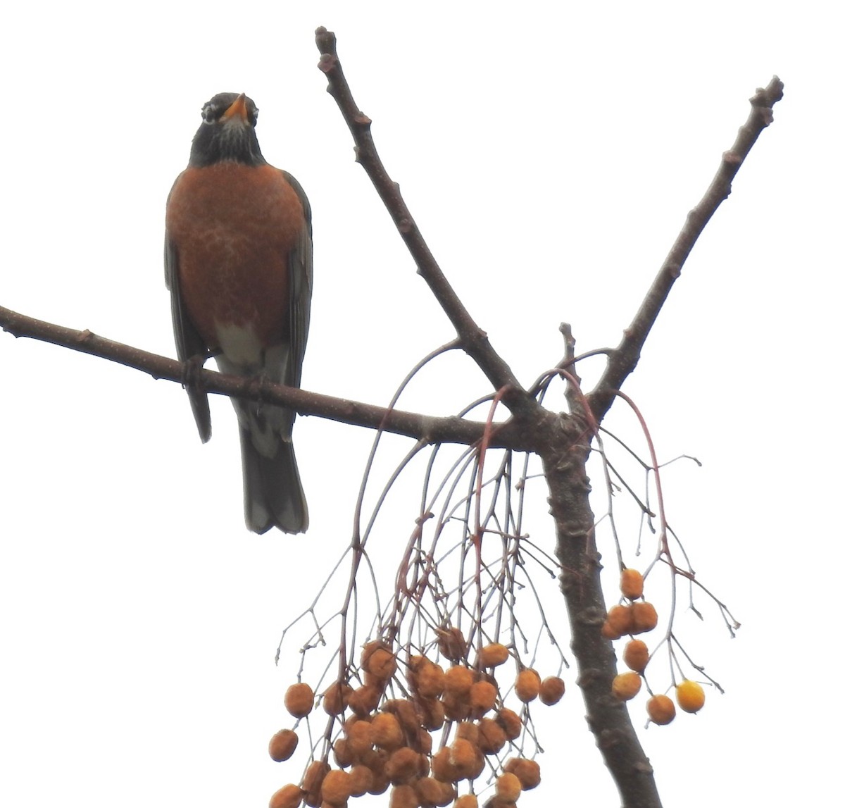 American Robin - ML297402801