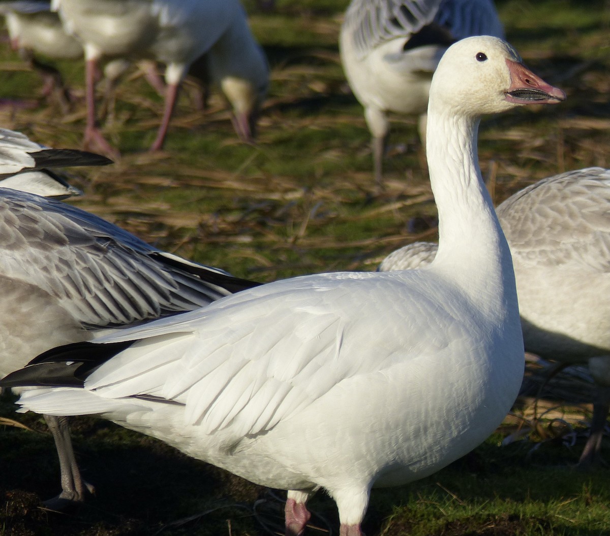 Snow Goose - Jan Bryant