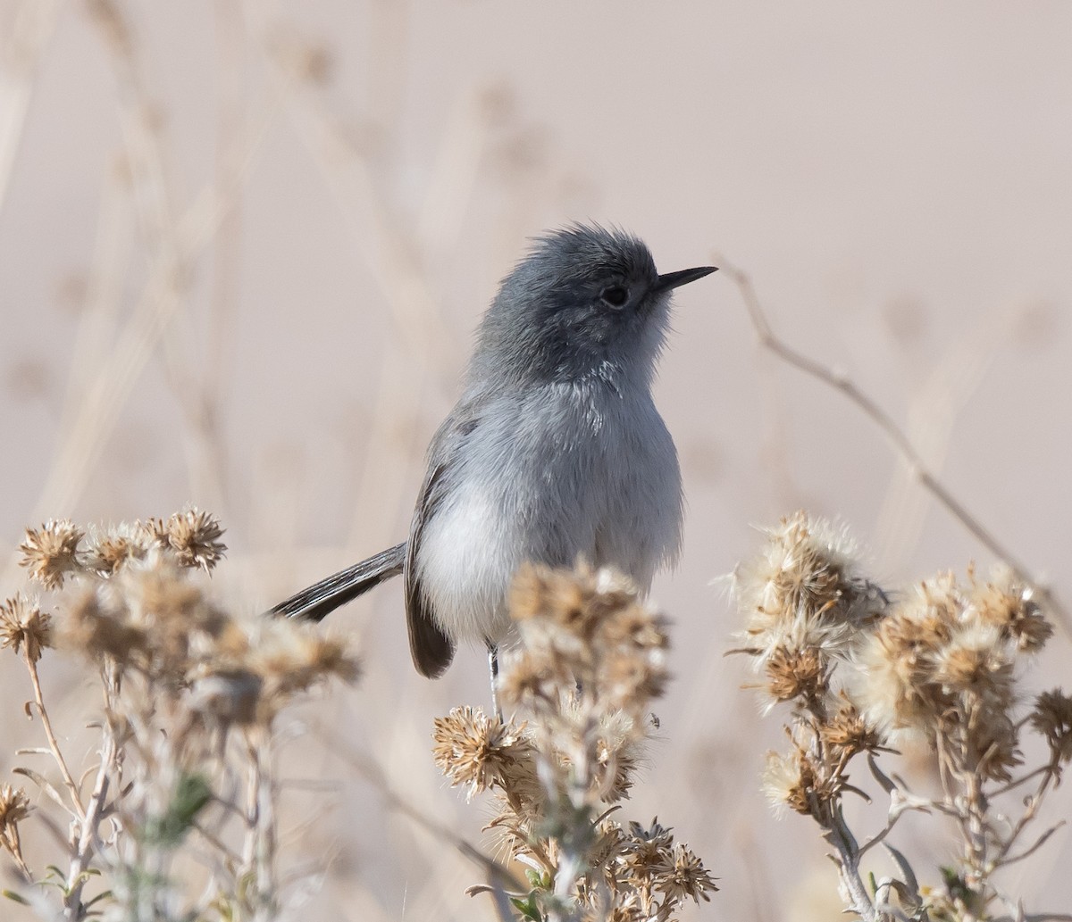 Black-tailed Gnatcatcher - ML297405491