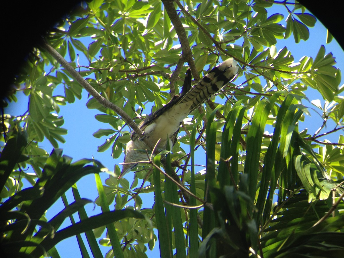 Channel-billed Cuckoo - ML297407581