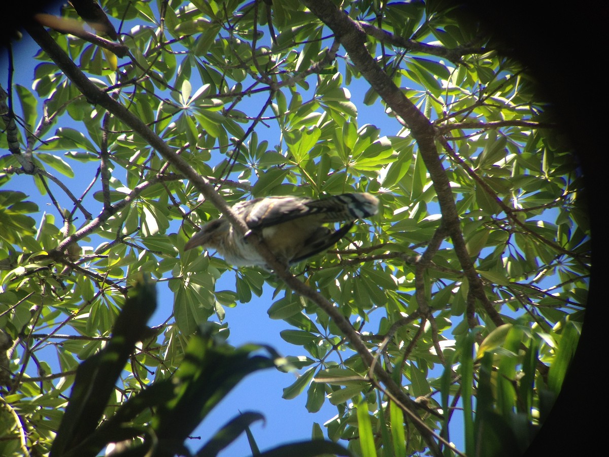 Channel-billed Cuckoo - ML297407591