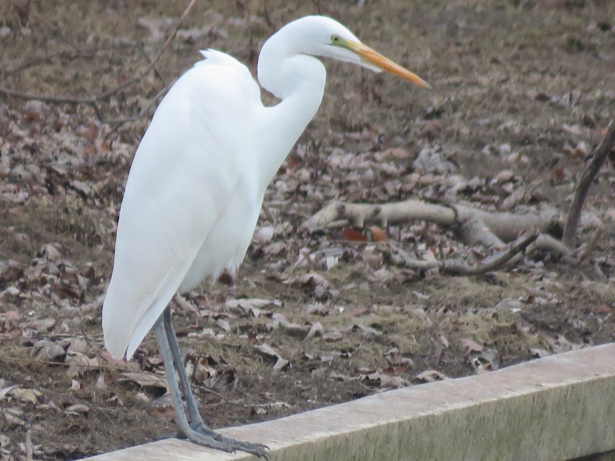 Great Egret - ML297408631