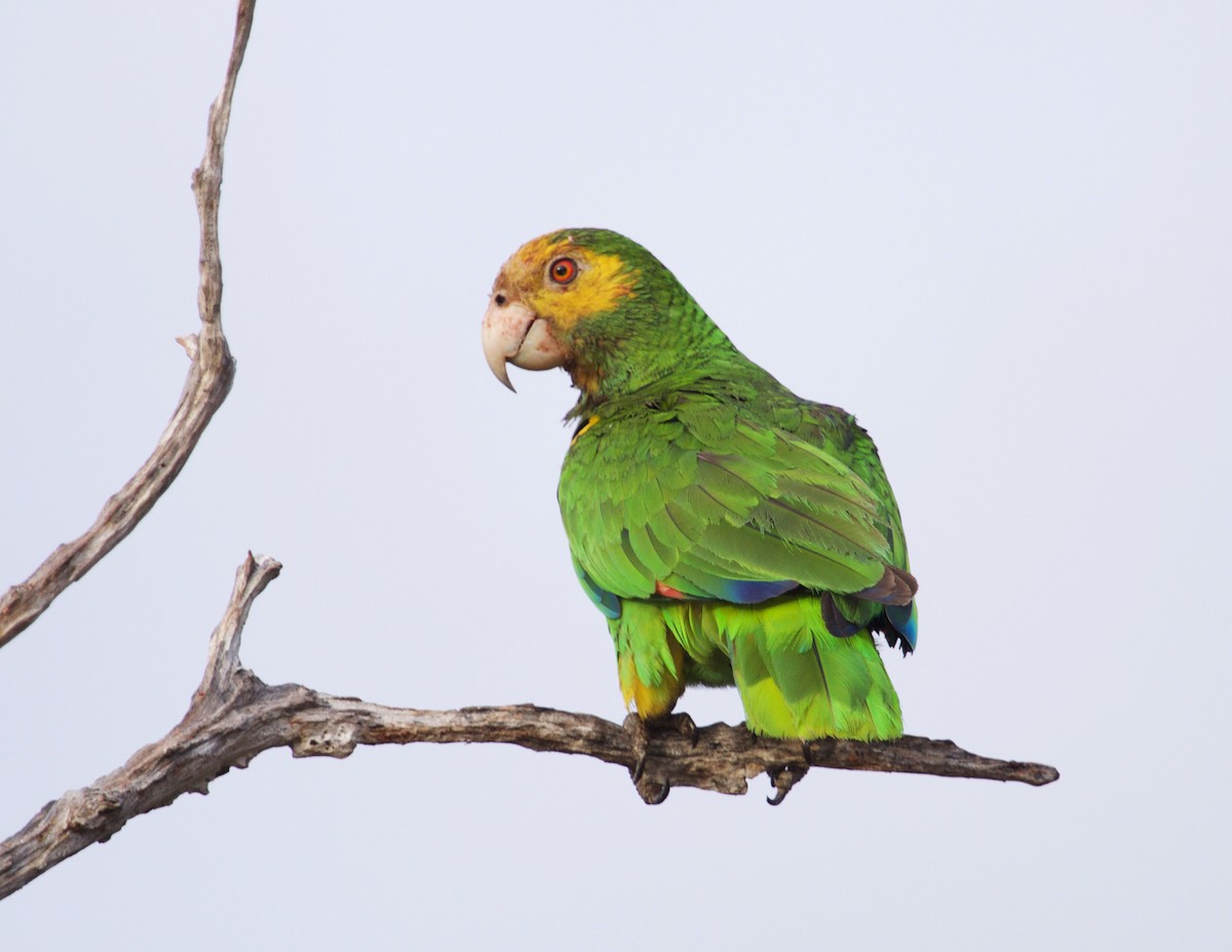 Yellow-shouldered Parrot - David Ascanio