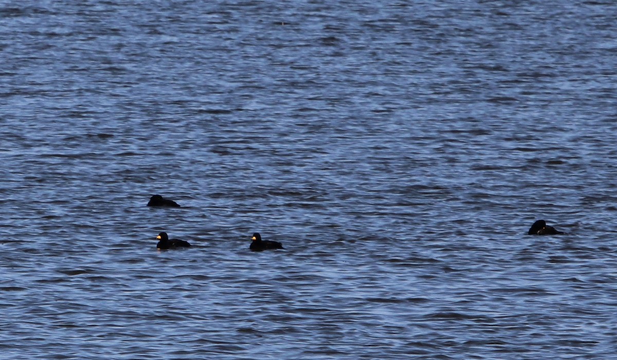 Black Scoter - ML297410011
