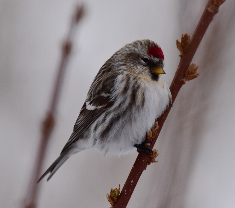 Common Redpoll - ML297415941