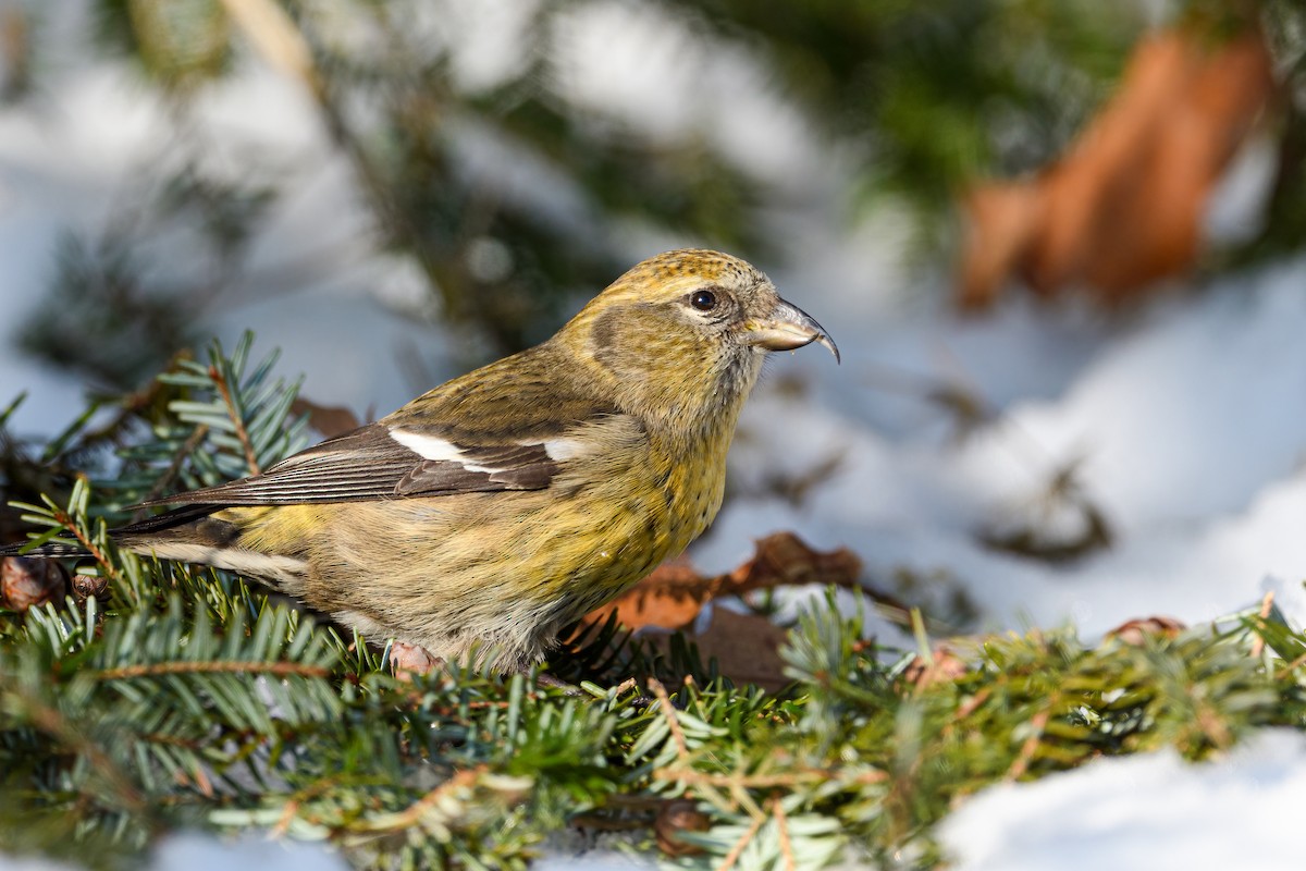 White-winged Crossbill - Cynthia Carlson