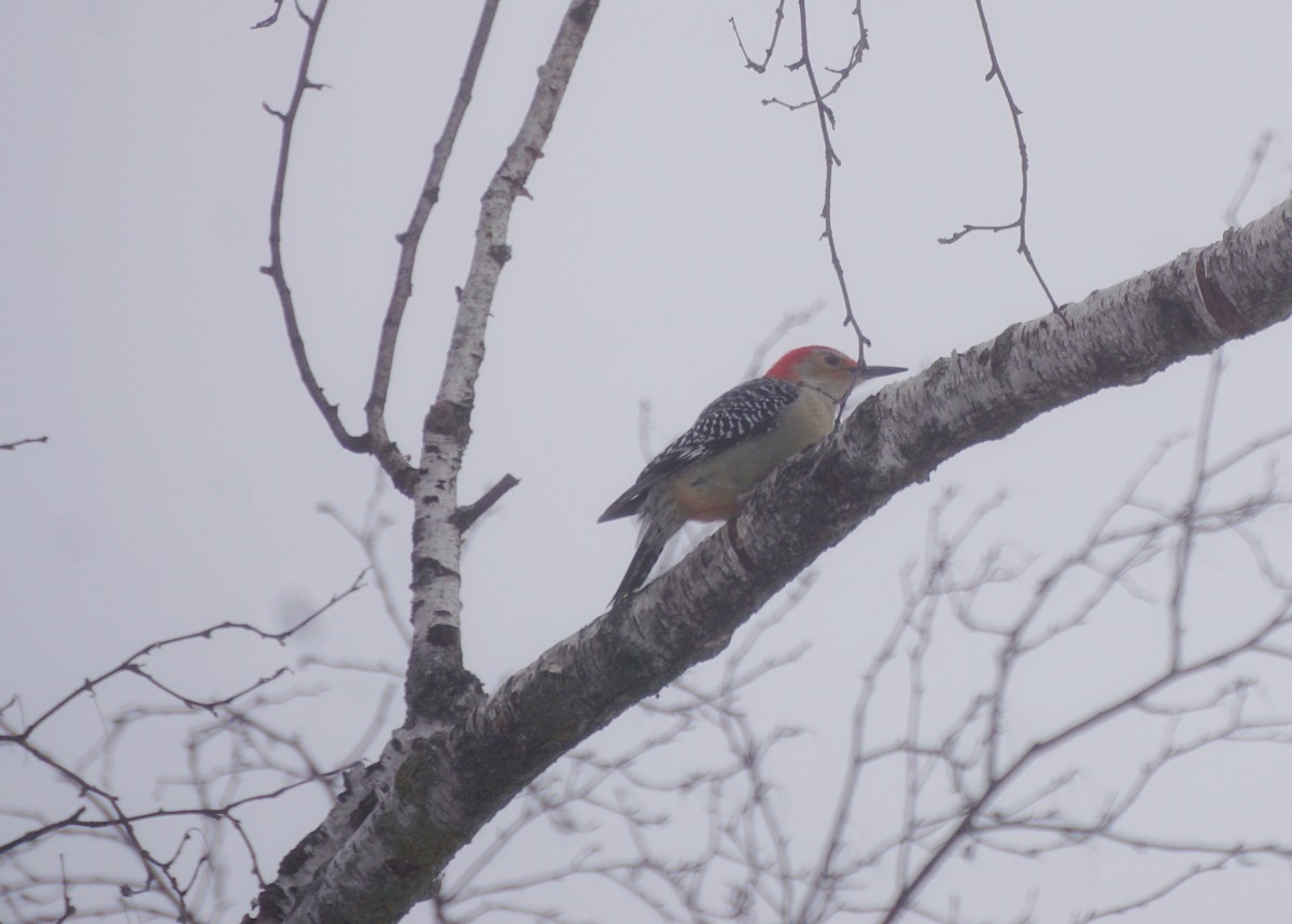 Red-bellied Woodpecker - ML297417261