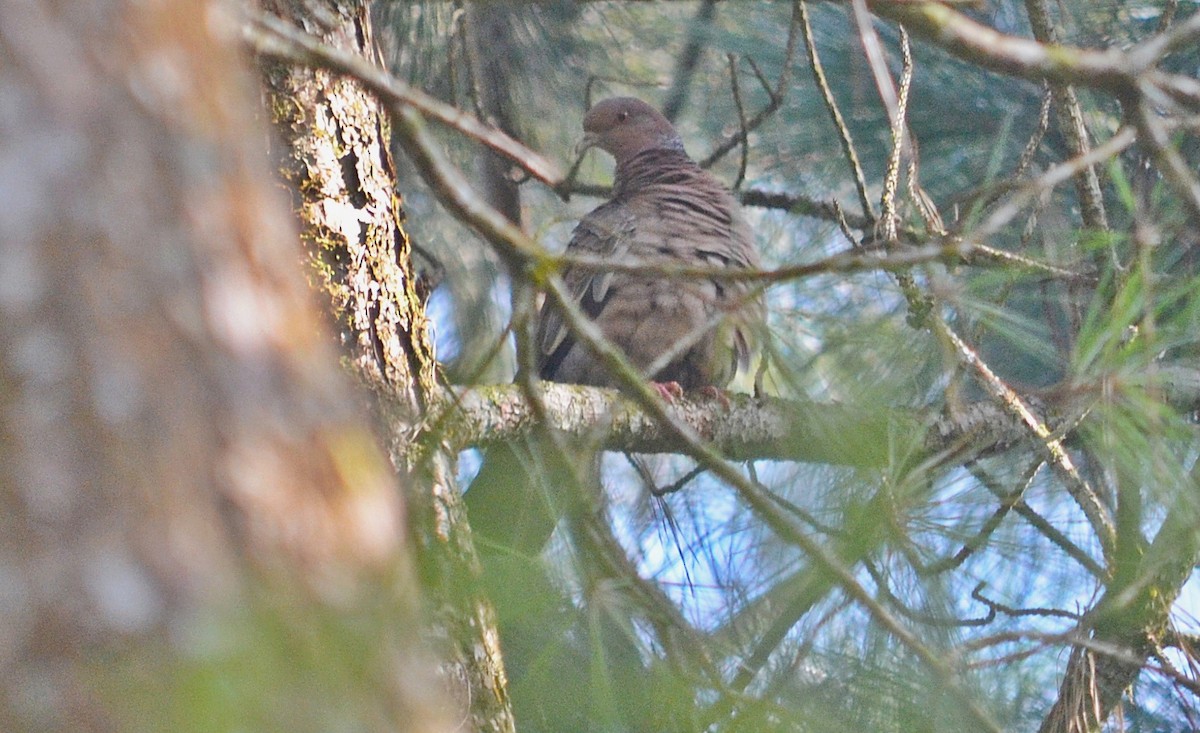 Picazuro Pigeon - ML297417691