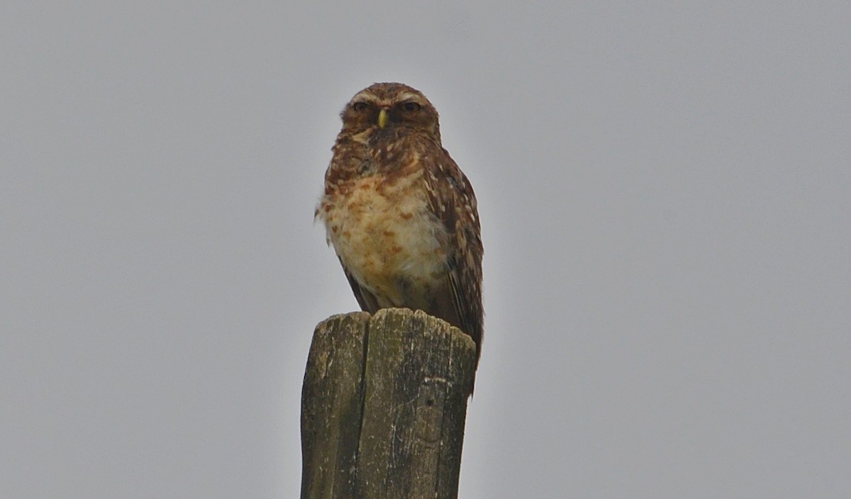 Burrowing Owl - ML297417921