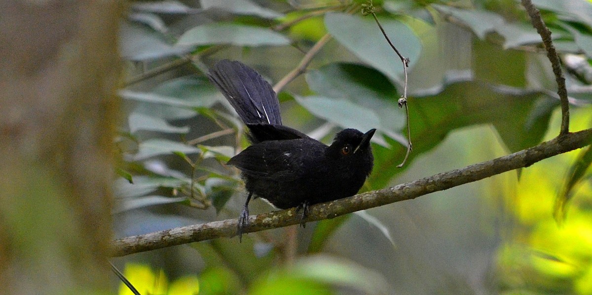 White-shouldered Fire-eye - ML297418311
