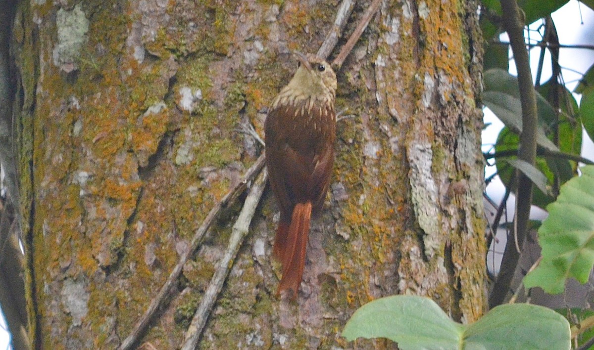 Lesser Woodcreeper - ML297418651