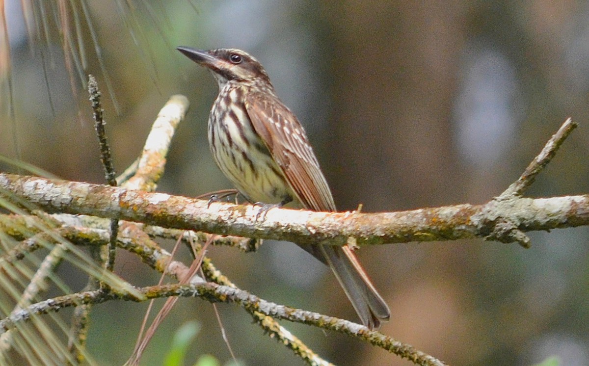 Streaked Flycatcher - ML297419061