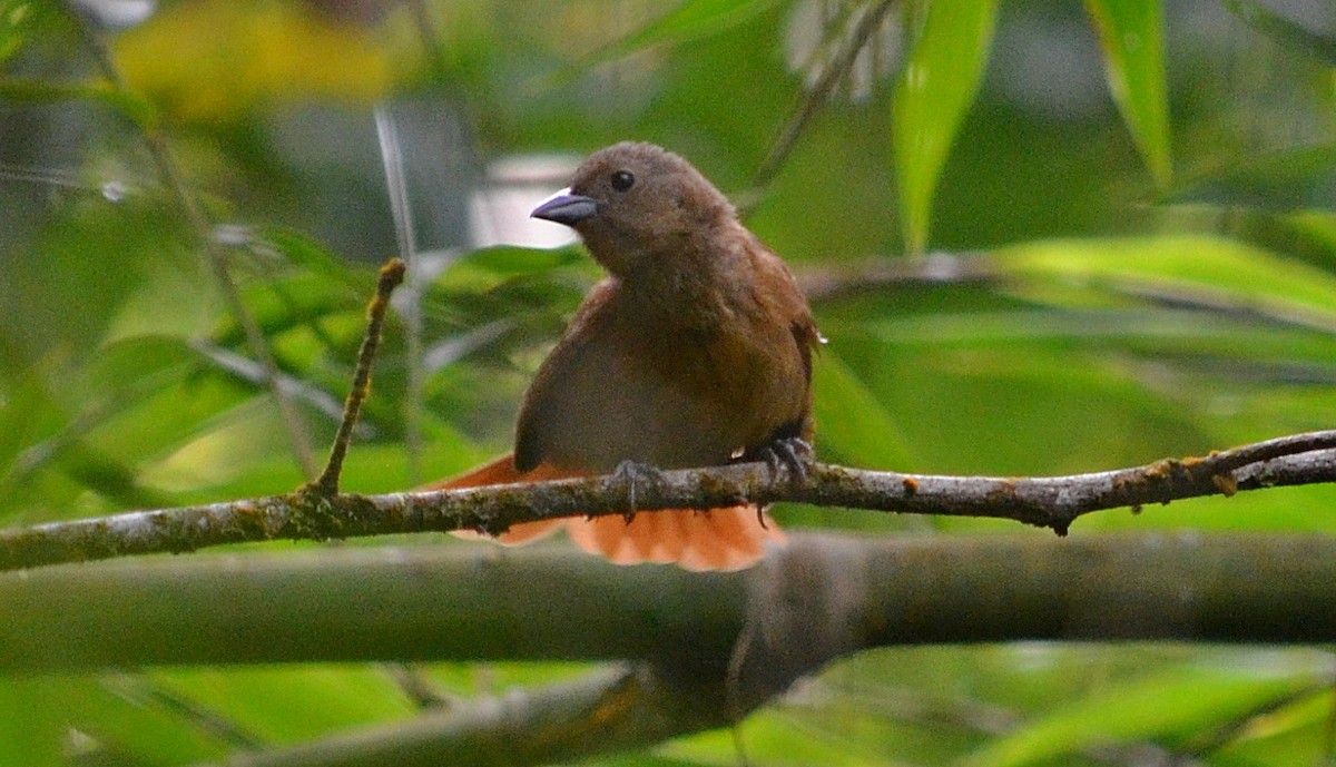 Red-crowned Ant-Tanager - ML297419331