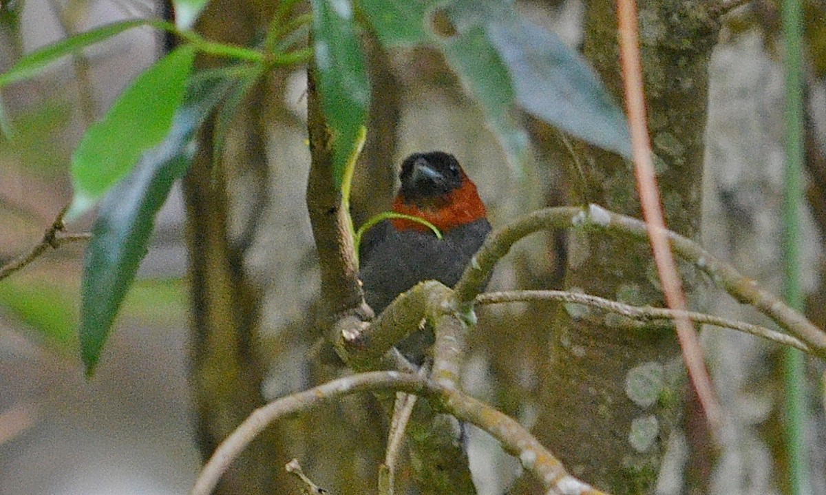 Chestnut-headed Tanager - ML297419371