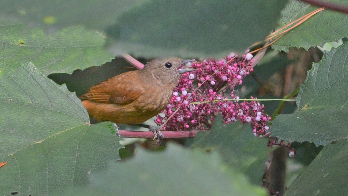 Ruby-crowned Tanager - ML297419501