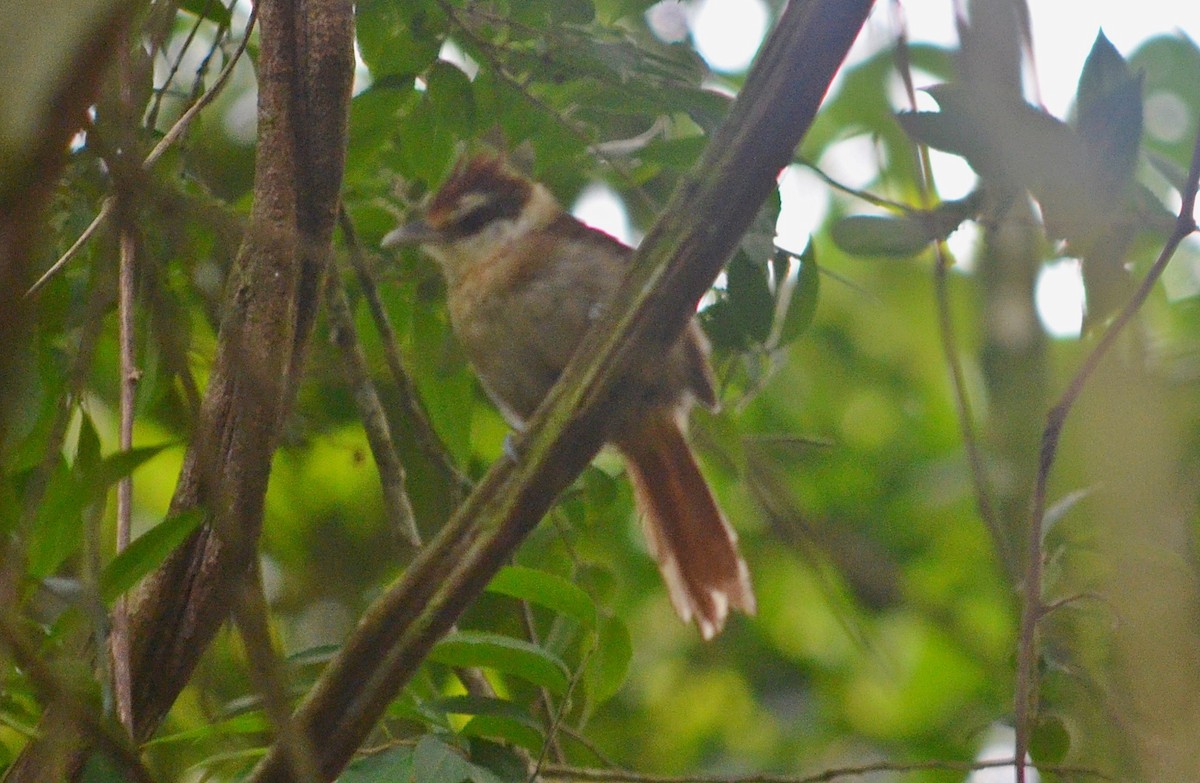 White-bearded Antshrike - ML297419551