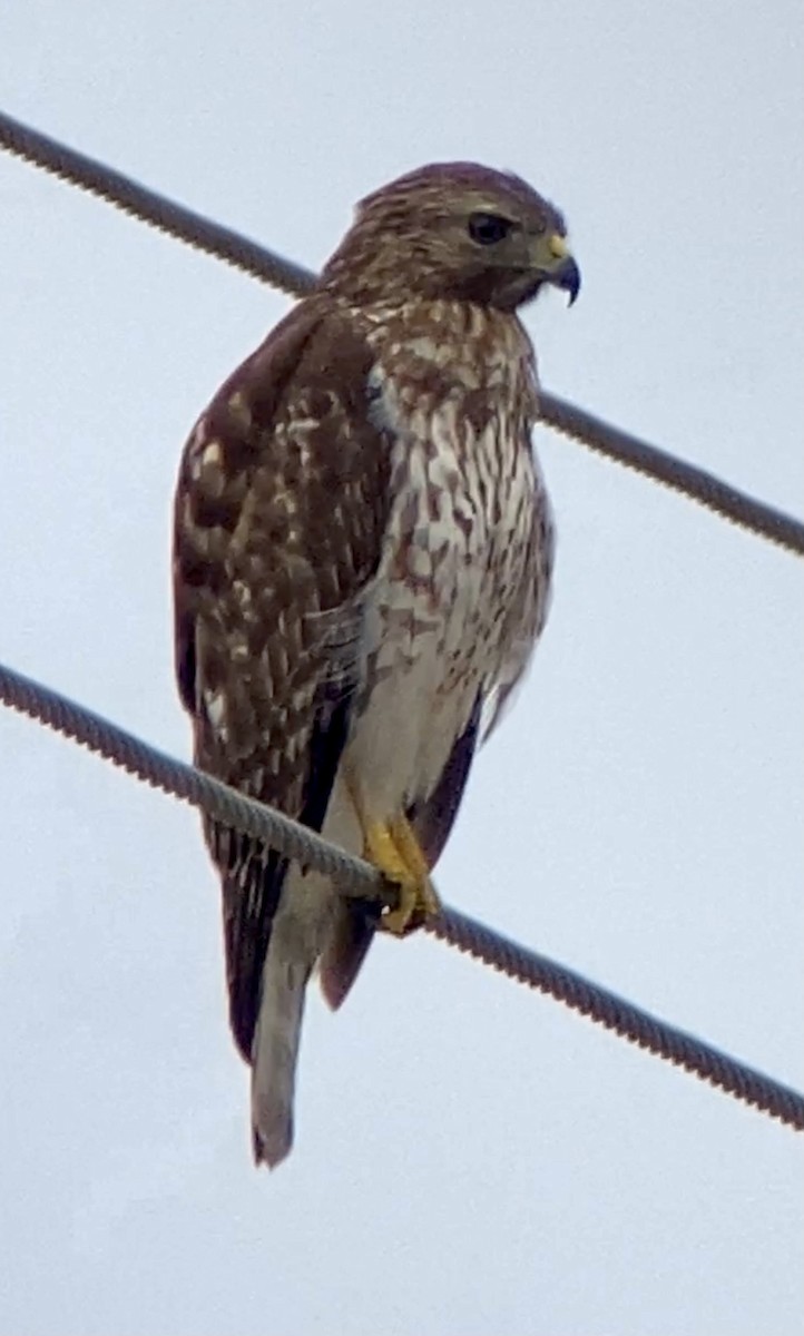 Red-shouldered Hawk - ML297420801