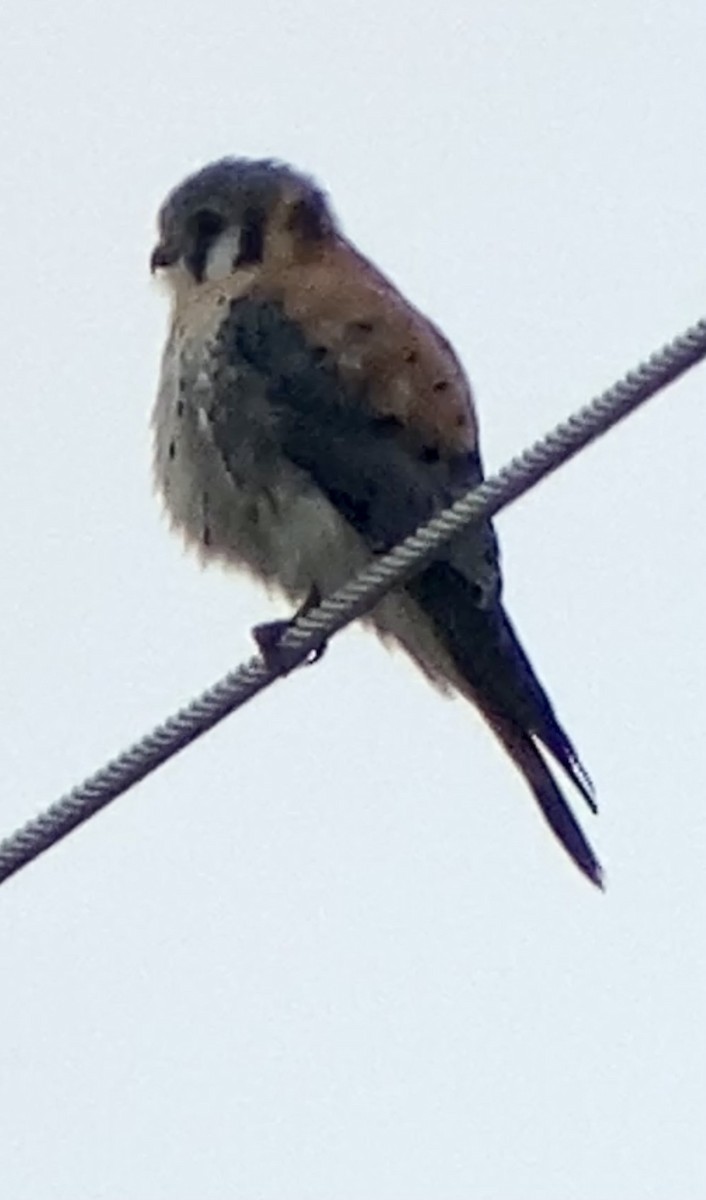 American Kestrel - ML297420991