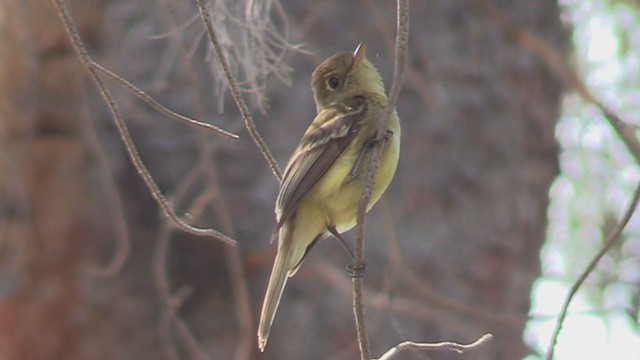 Western Flycatcher (Pacific-slope) - ML297421341