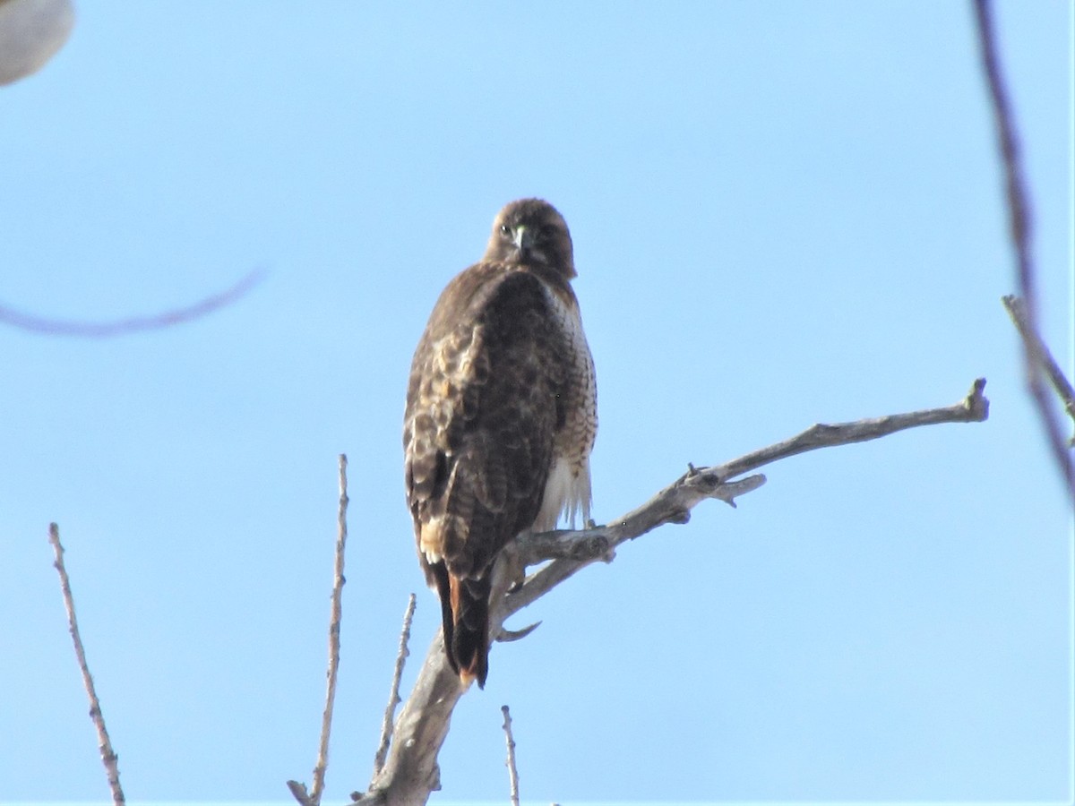 Red-tailed Hawk - ML297425371