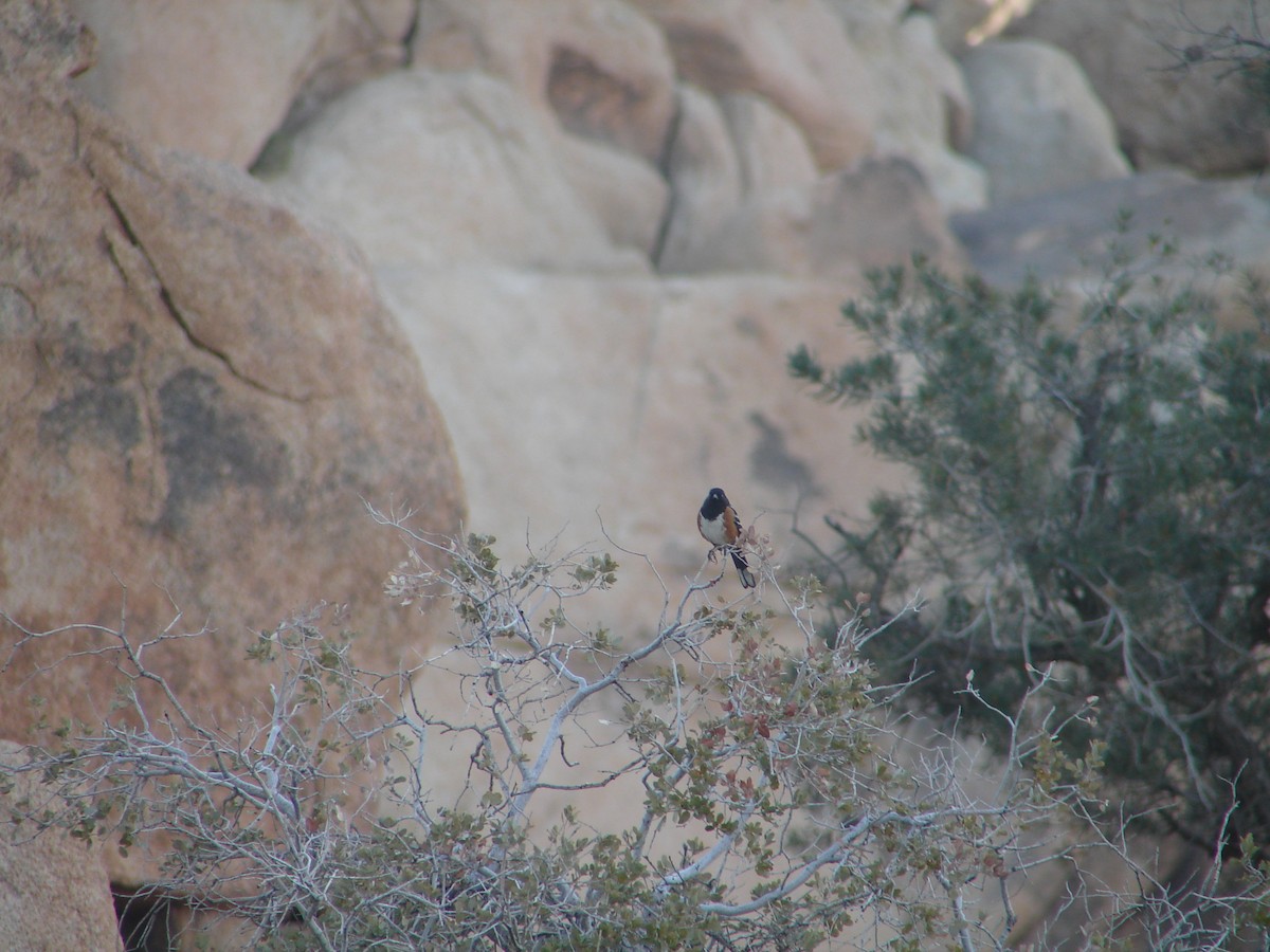 Spotted Towhee - ML297426471