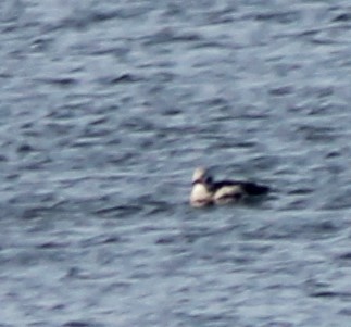 Long-tailed Duck - ML297427131