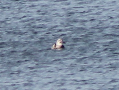 Long-tailed Duck - ML297427191