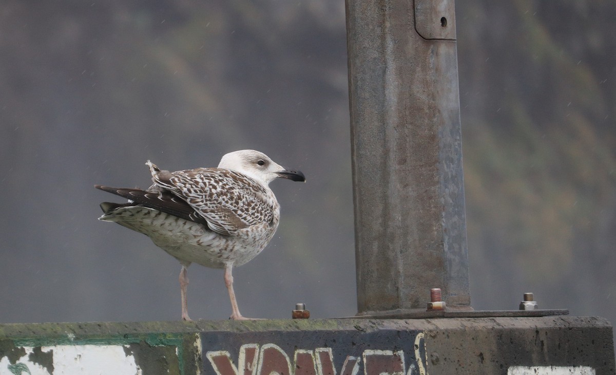 Great Black-backed Gull - ML297427561