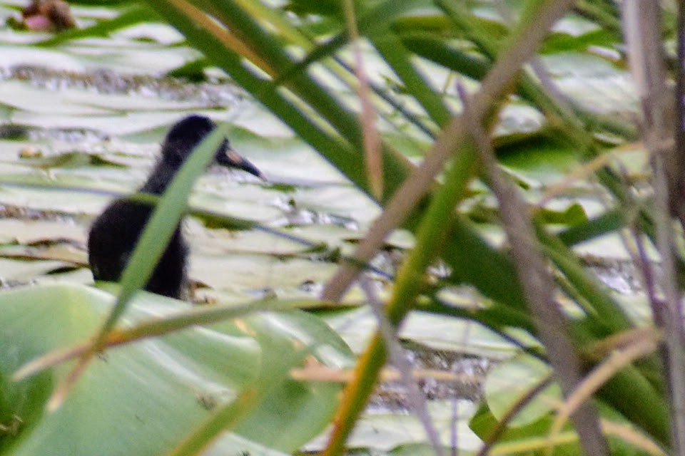 Virginia Rail - ML297427861