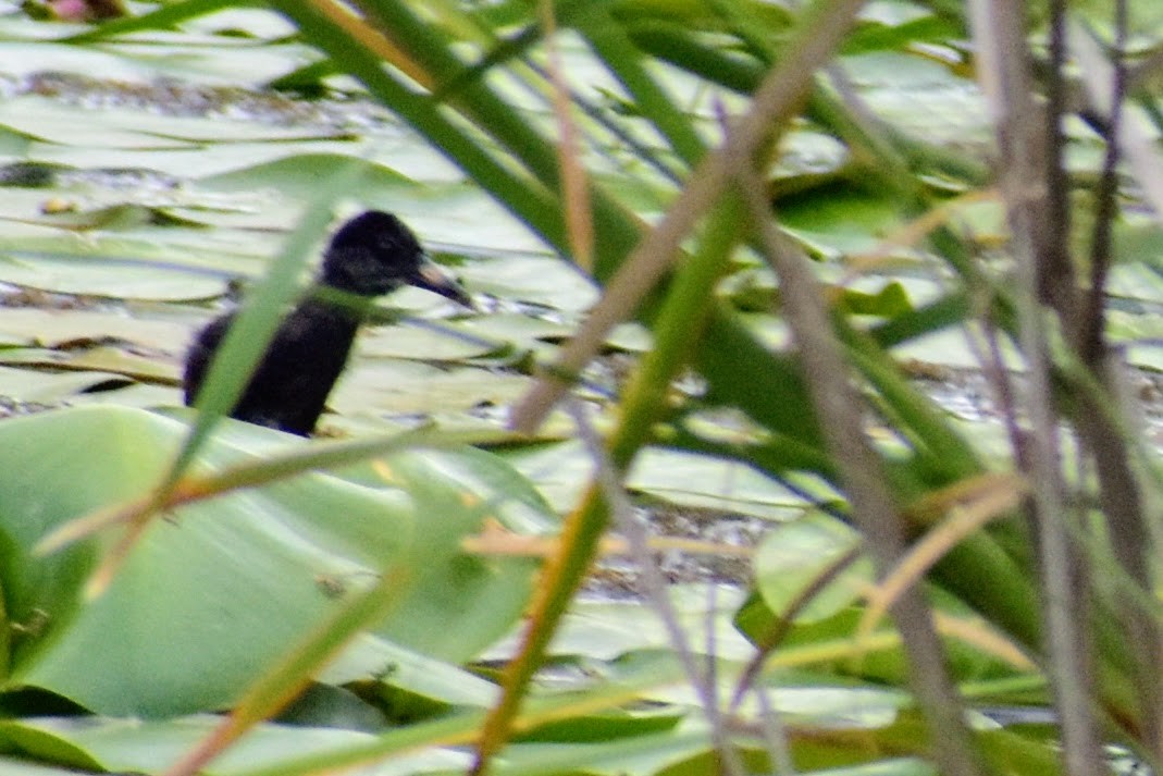 Virginia Rail - ML297427871