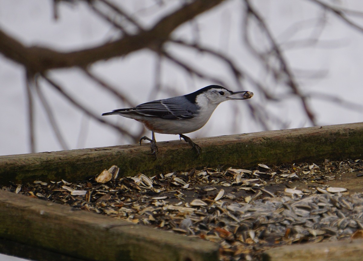 White-breasted Nuthatch - Maureen Mark