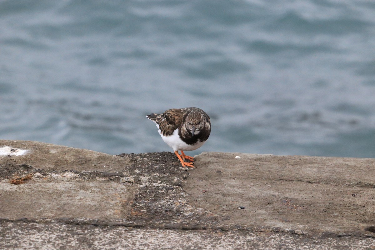 Ruddy Turnstone - ML297429421