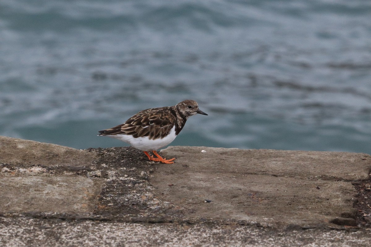 Ruddy Turnstone - ML297429491