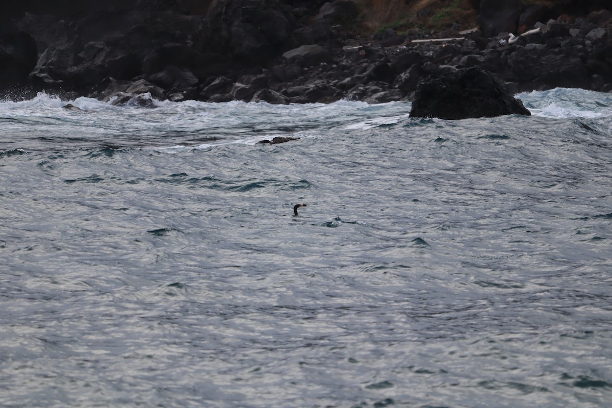 Double-crested Cormorant - ML297429621