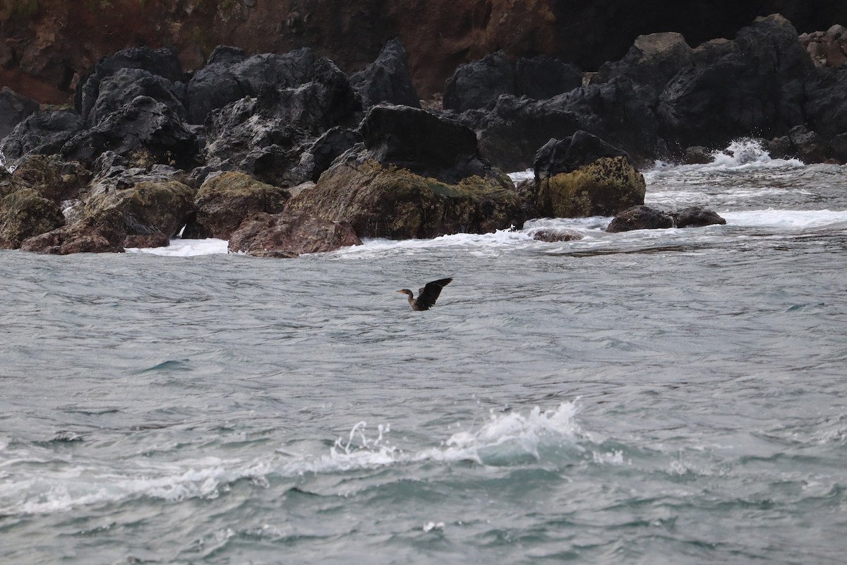 Double-crested Cormorant - ML297429961