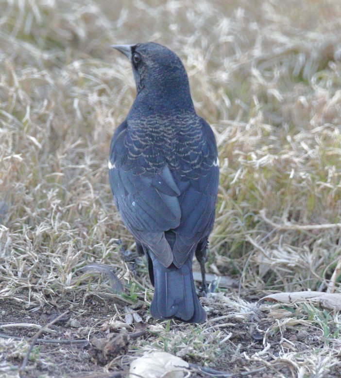 Tricolored Blackbird - ML297430481