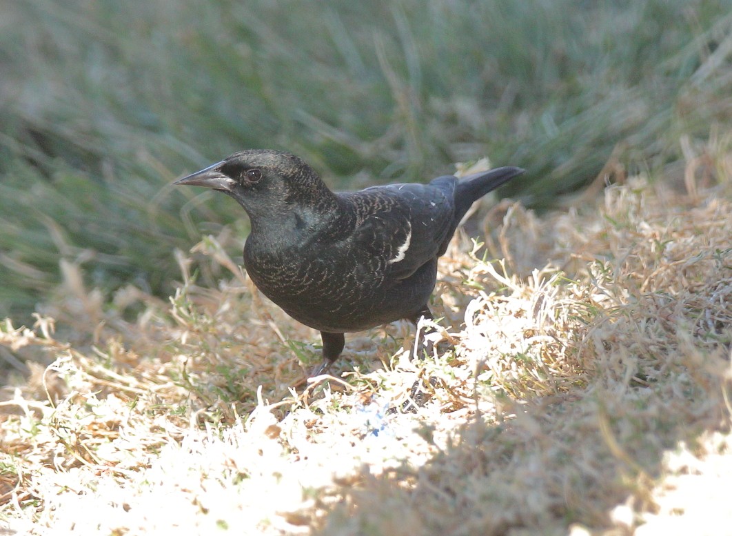 Tricolored Blackbird - ML297430491