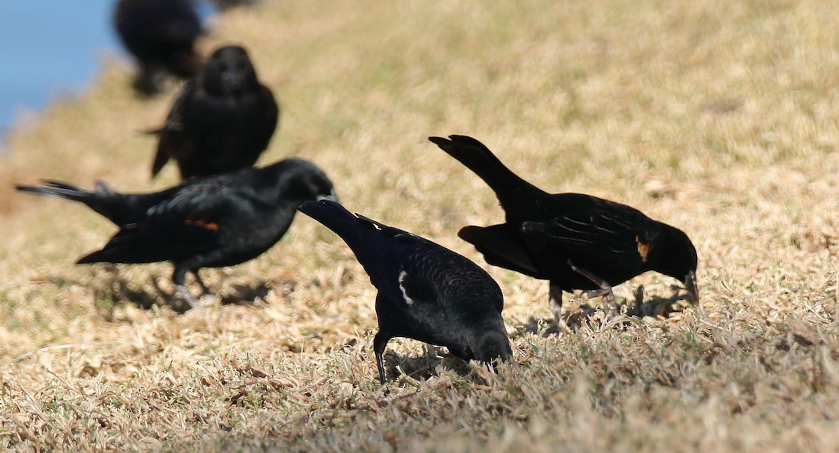 Tricolored Blackbird - ML297430531