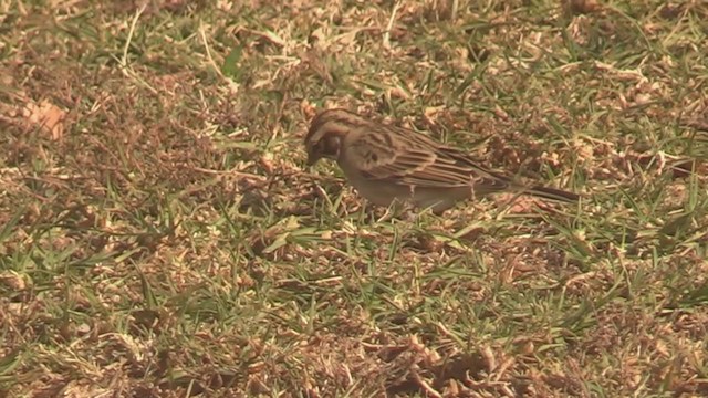 Lark Sparrow - ML297430991