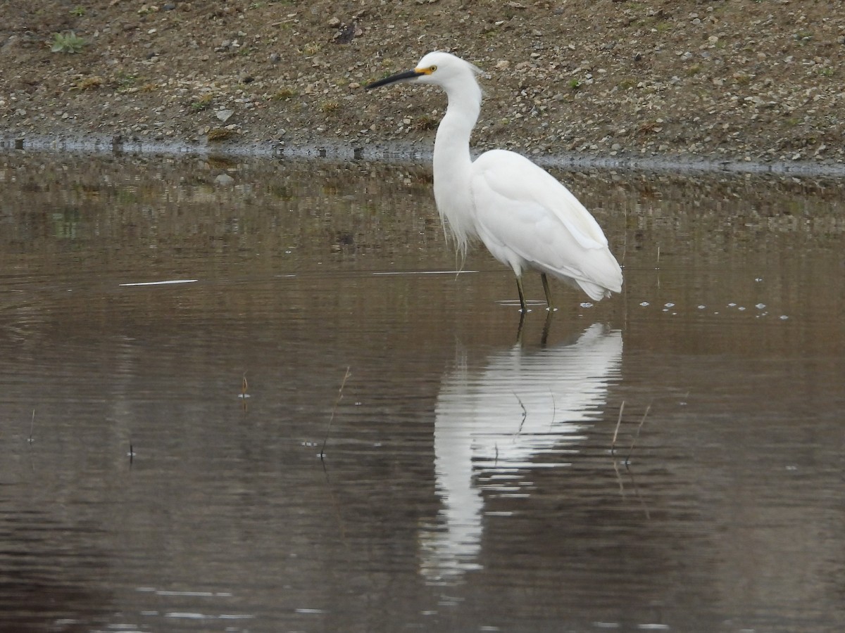 Snowy Egret - ML297431011