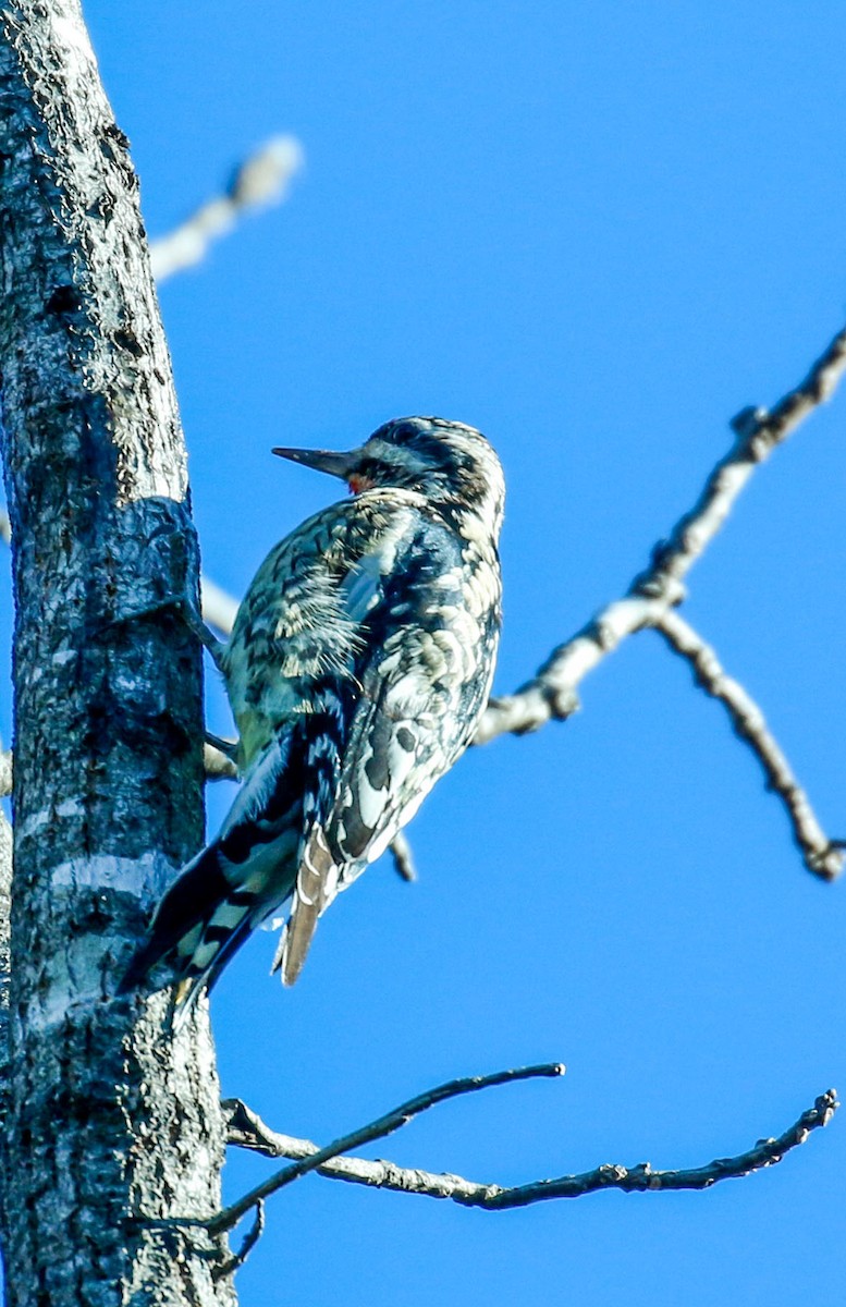 Yellow-bellied Sapsucker - ML297432391