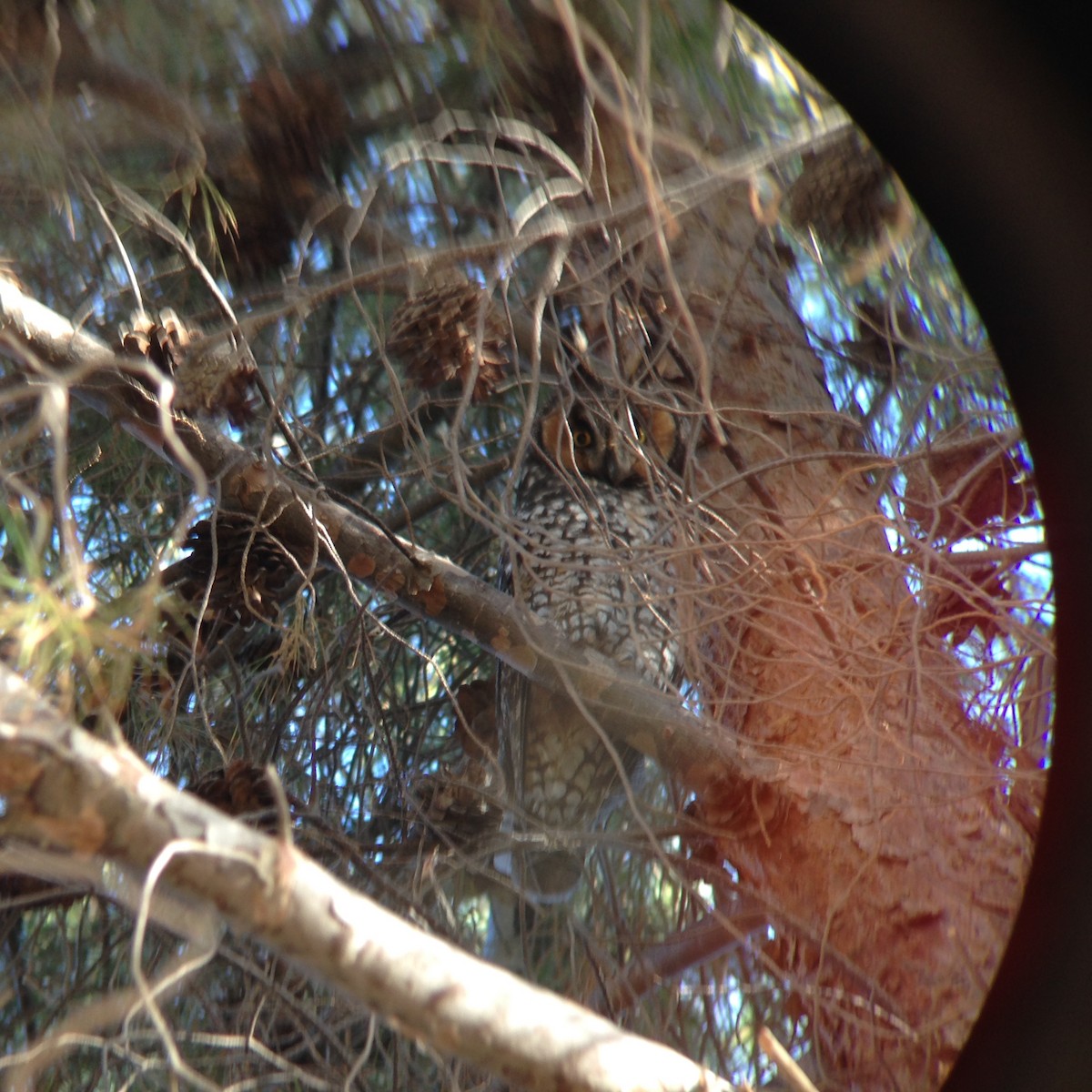 Long-eared Owl - ML297433911