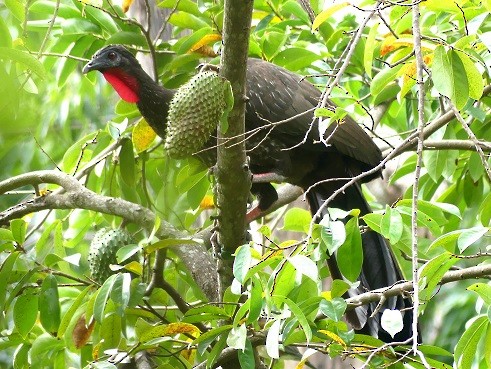 Crested Guan - ML297434361