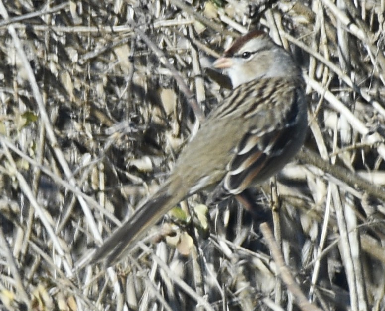 Bruant à couronne blanche - ML297434701